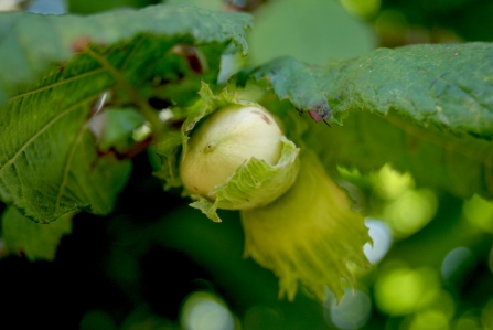 Hazelnuts in Chalton, Hampshire