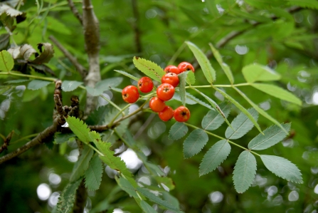 Rowan berries in autumn