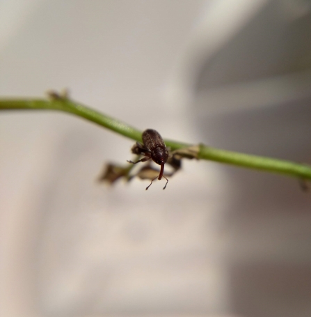 Gilkicker weevil on a piece of vegetation