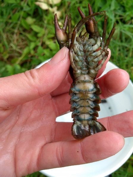 Female crayfish showing opaque tail muscle characteristic of infection with porcelain disease