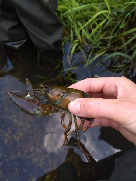 A signal crayfish