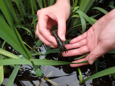 A juvenile white-clawed crayfish being released 