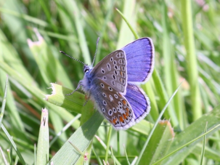 A very fresh male common blue - Bob hapman