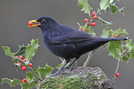 Blackbird with Holly Berry, © Tim Withall