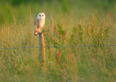 Barn owl