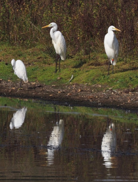 trio of egrets by christine whiffen