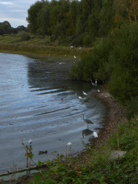 Grey heron, little egret and great white egret waiting to the carp to be driven near to the shore