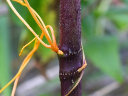 yellow dodder on nyger plant