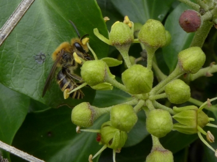 Ivy bee Colletes hederae