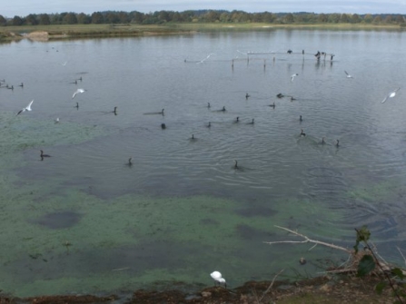 Cormorant flock fishing for carp