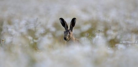 Hare