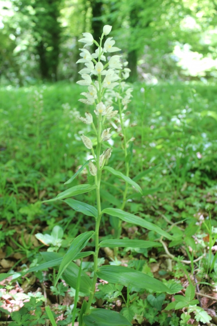 Sword-leaved helleborine, an orchid with white flowers and long narrow leaves, at Chappett's Copse