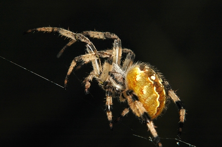 Common Garden Spider © Robert Painton 