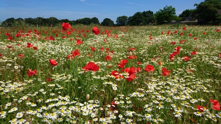 Barton meadows after reseeding