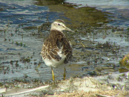 wood sandpiper, juvenile