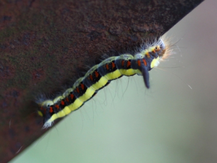 grey dagger caterpillar