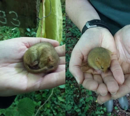 two photos of dormice asleep in an ecologist's hands