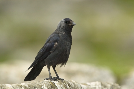 Plate 60 - Jackdaws, Rooks, Crows and Ravens - A Field Guide to