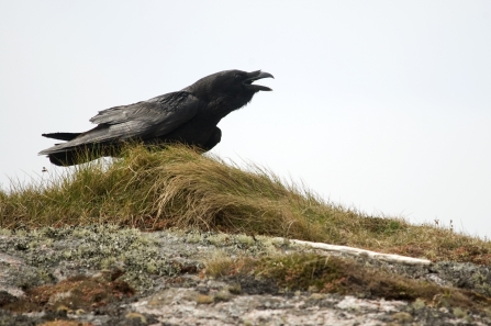 Raven © Amy Lewis