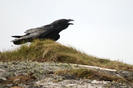 Rook, crow, raven or jackdaw? - Bird Aware Solent