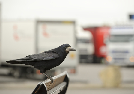 Rook © Terry Whittaker/2020VISION