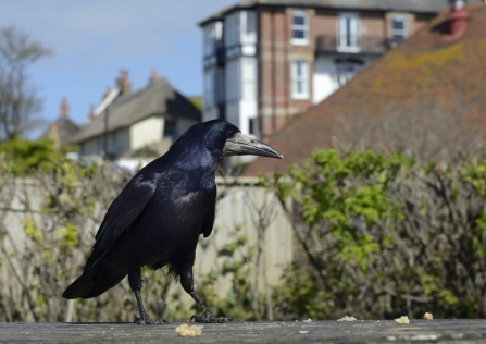 Plate 60 - Jackdaws, Rooks, Crows and Ravens - A Field Guide to