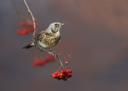 Fieldfare © Richard Steel/2020VISION