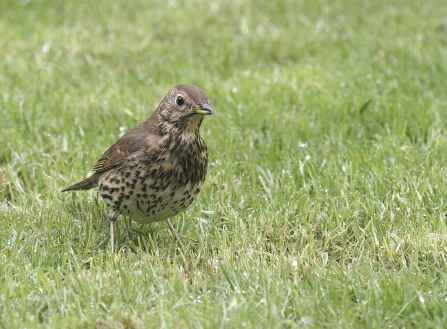 Song Thrush © Darin Smith