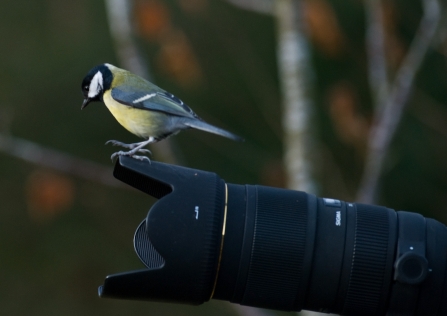 Great Tit on Camera © Bob Coyle