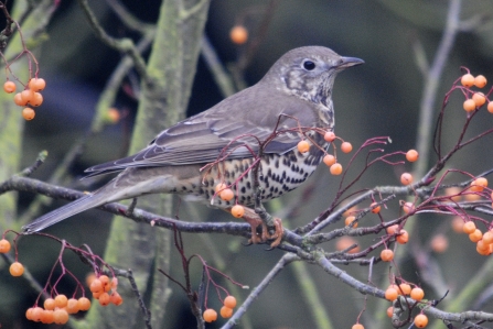 Mistle Thrush © Amy Lewis