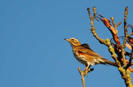 Redwing © Amy Lewis