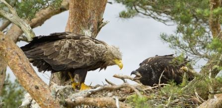 White-tailed eagle and chick in Wester Ross, Scotland
