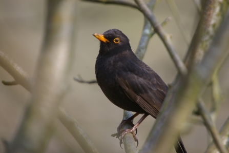 Blackbird © Neil Aldridge