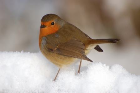 Robin © Stewart McDonald