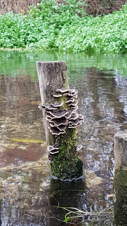 Fungi growing on a wooden post in a river.