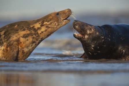 Grey seals © Neil Aldridge