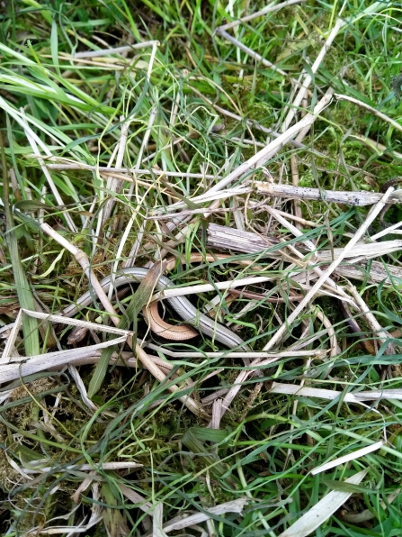 Three juvenile slow worms hidden in grass