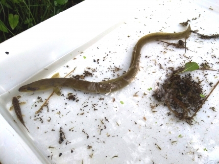 European eel in sampling tray