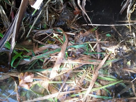 A water vole feeding station of chewed vegetation with a few droppings