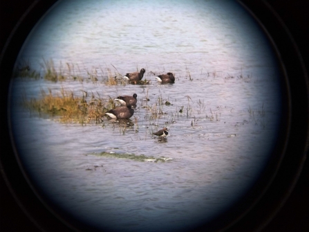 Brent geese and lapwing seen through binoculars