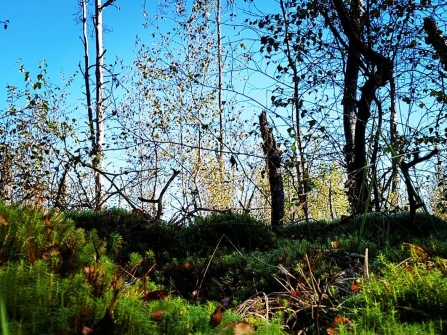 Woodland in winter.