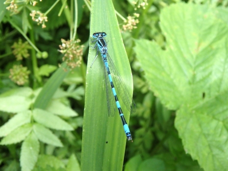 Southern damselfly resting on grass