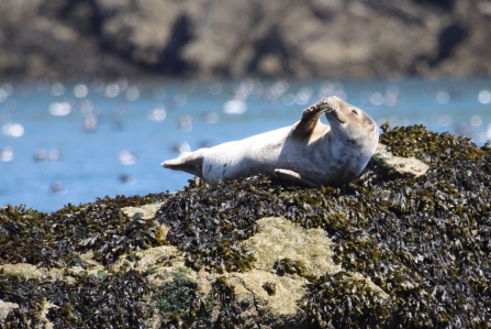 Seal on rocks © Lynne Newton