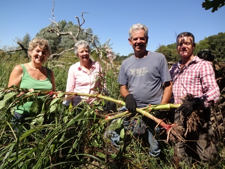 Volunteers pulling Himalayan balsam in August 2018