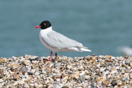 Mediterranean gull © Martin Gillingham