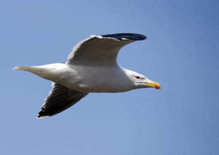 Great black backed gull © Amy Lewis