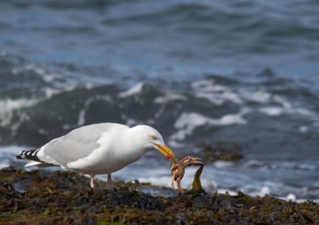 Herring gull © Tom Hibbert