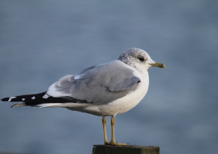 Common gull © Tom Hibbert