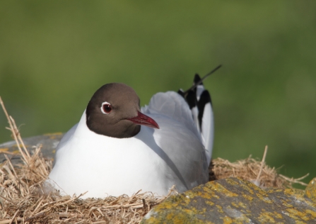 Black headed gull © Tom Hibbert