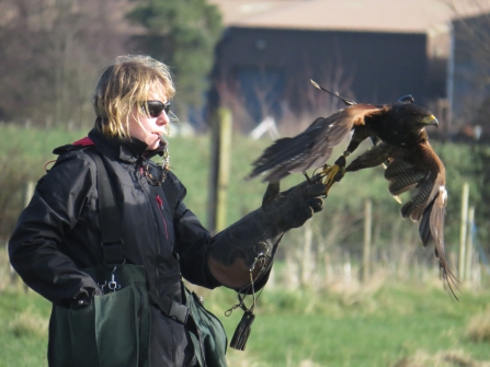 Flying Harris Hawk